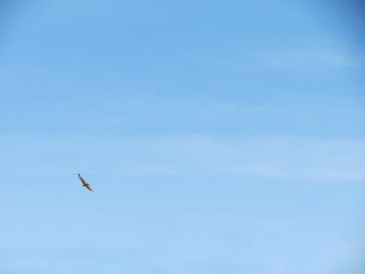 kongevåk - ML647440512