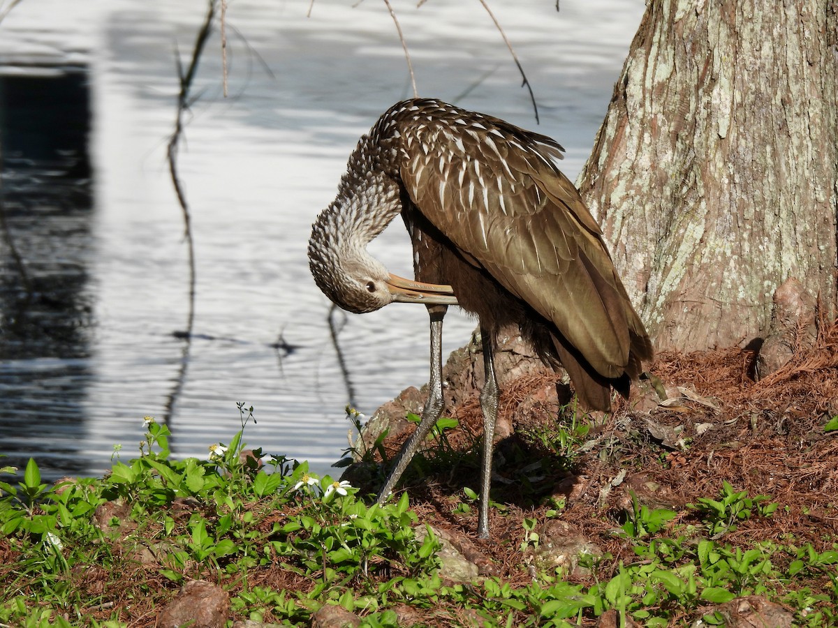 Арама - ML647440513