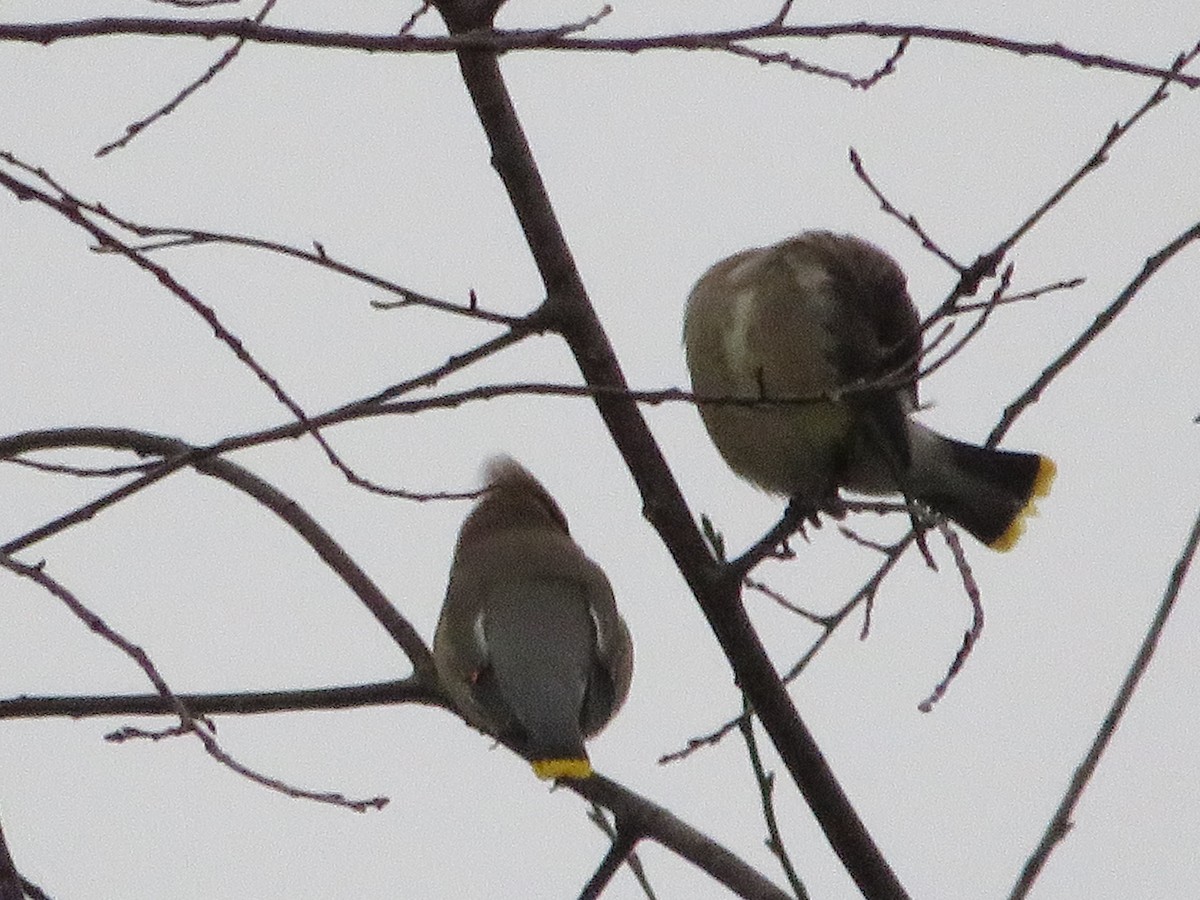 ציצנית אמריקנית - ML647440521