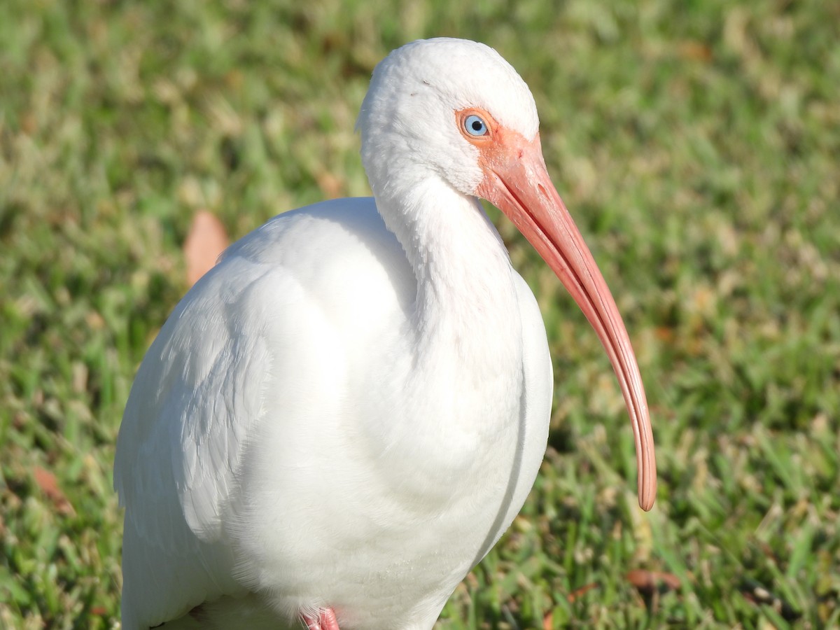 Белый ибис - ML647440524