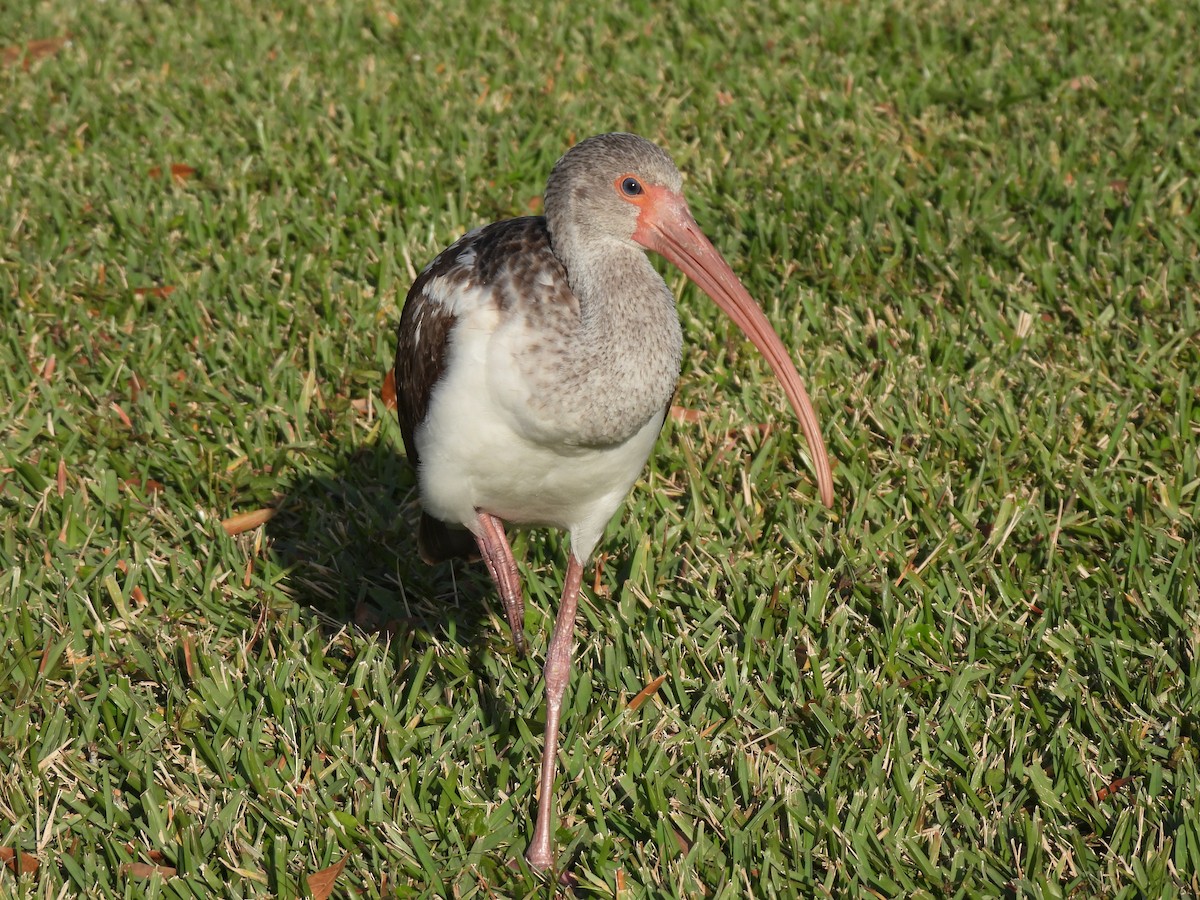 Белый ибис - ML647440525