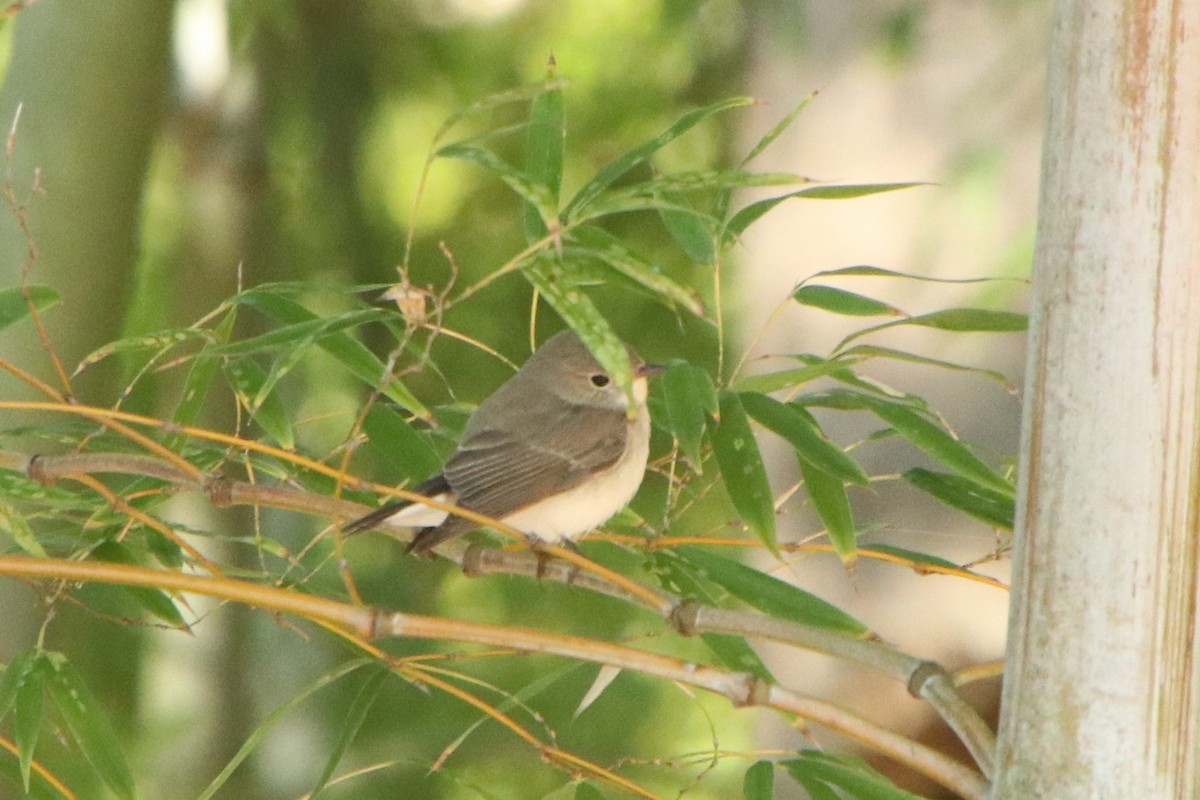 Red-breasted Flycatcher - ML647440527