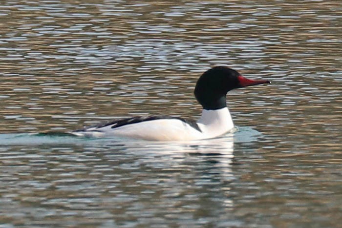 Common Merganser - ML647440536
