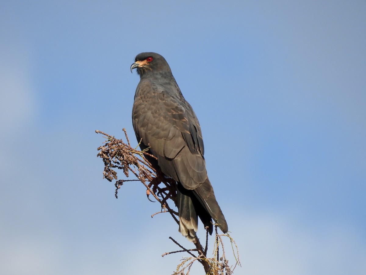 Коршун-слизнеед - ML647440539