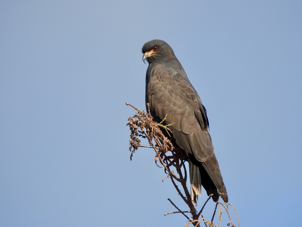 Коршун-слизнеед - ML647440540