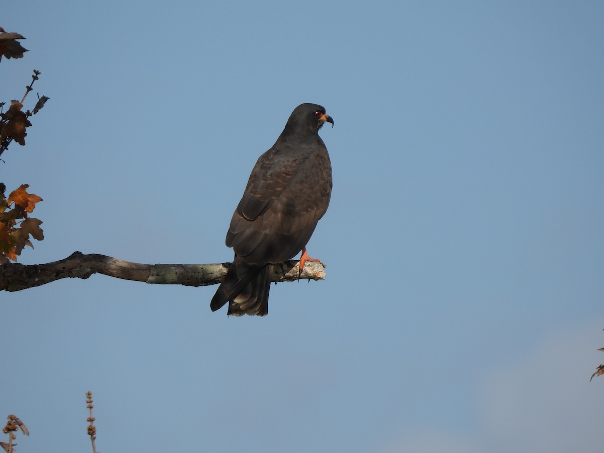 Коршун-слизнеед - ML647440541