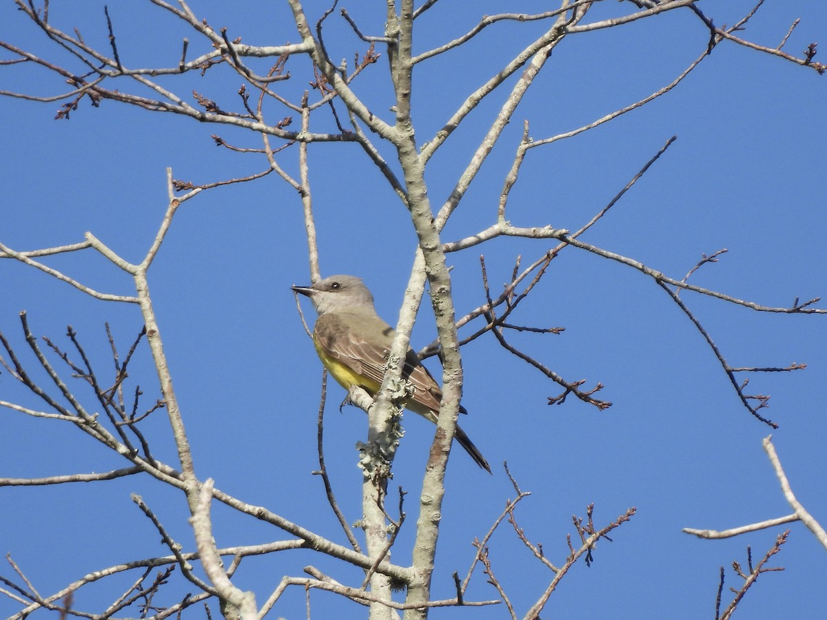 Западный тиранн - ML647440545