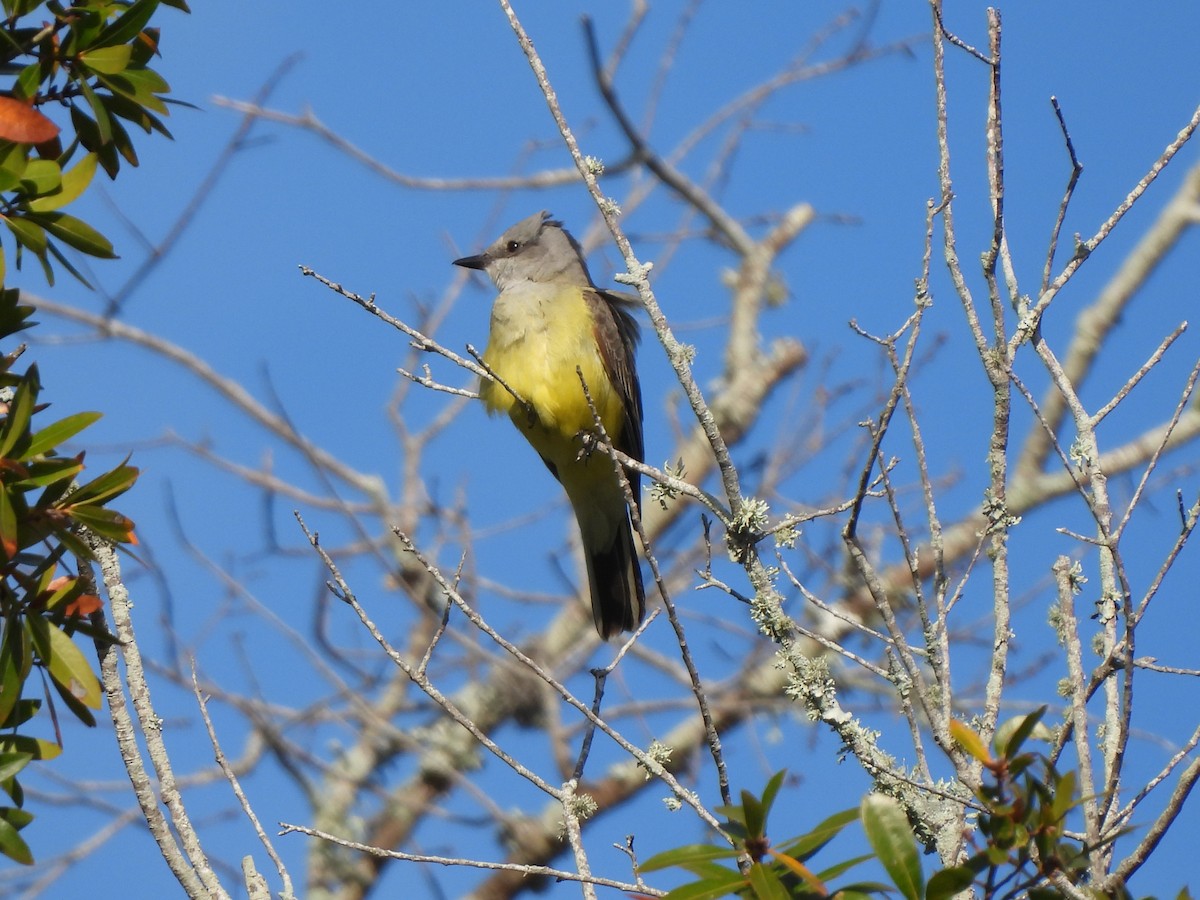 Западный тиранн - ML647440546