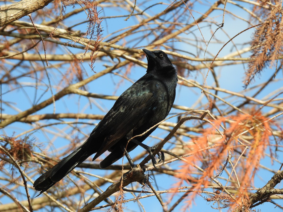 Лодкохвостый гракл - ML647440555