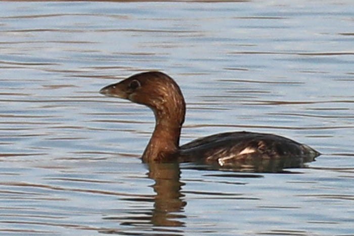 Pied-billed Grebe - ML647440558