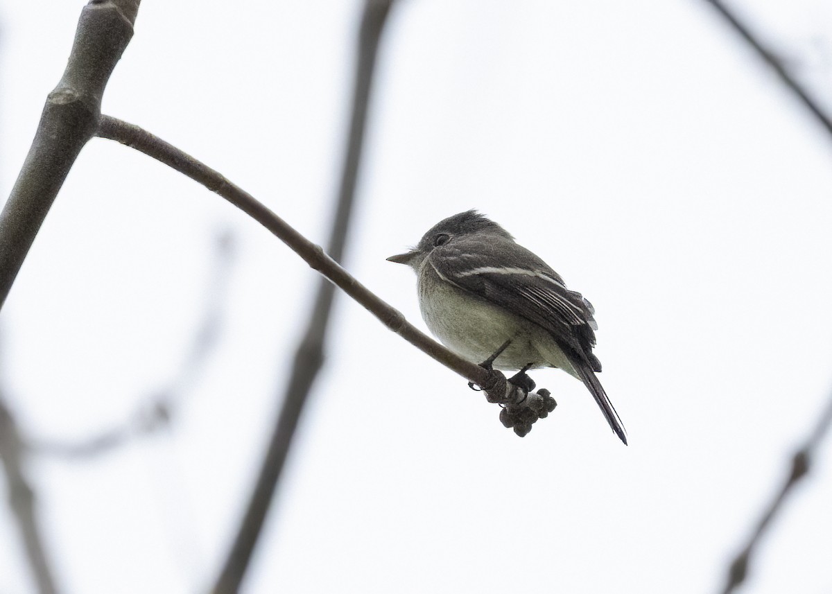 Mosquero Mínimo - ML647440573