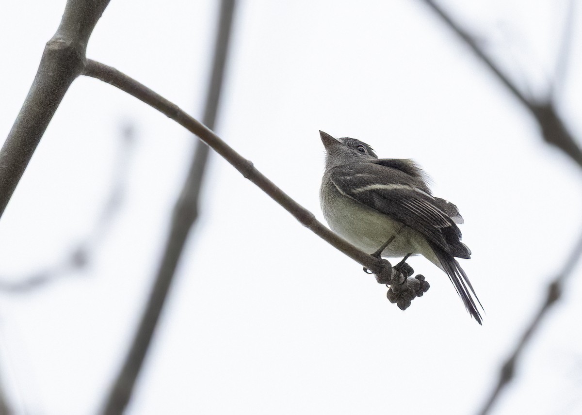 Mosquero Mínimo - ML647440574