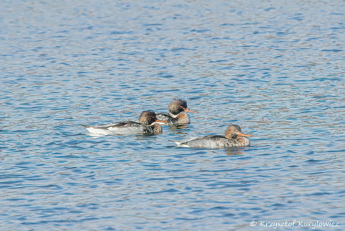 Serreta Mediana - ML647440596