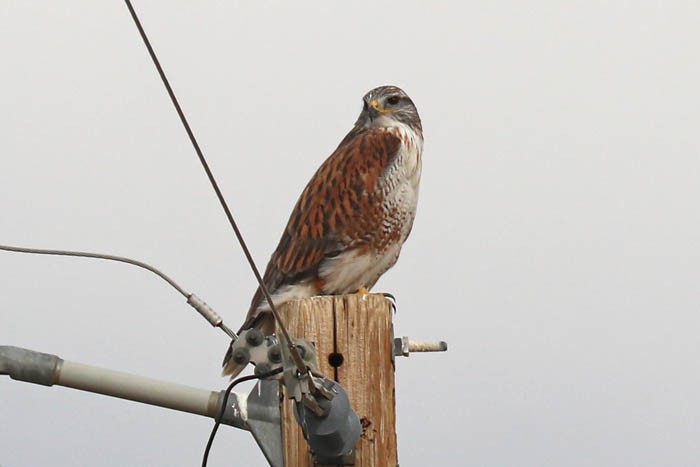 Ferruginous Hawk - ML647440600