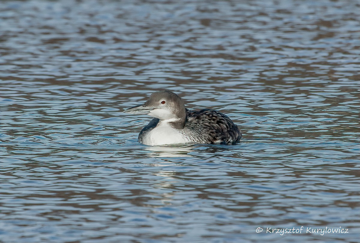 Common Loon - ML647440606