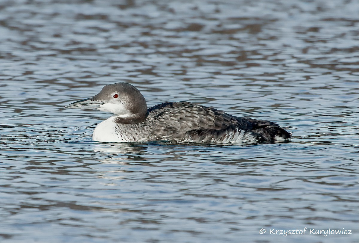 Common Loon - ML647440607