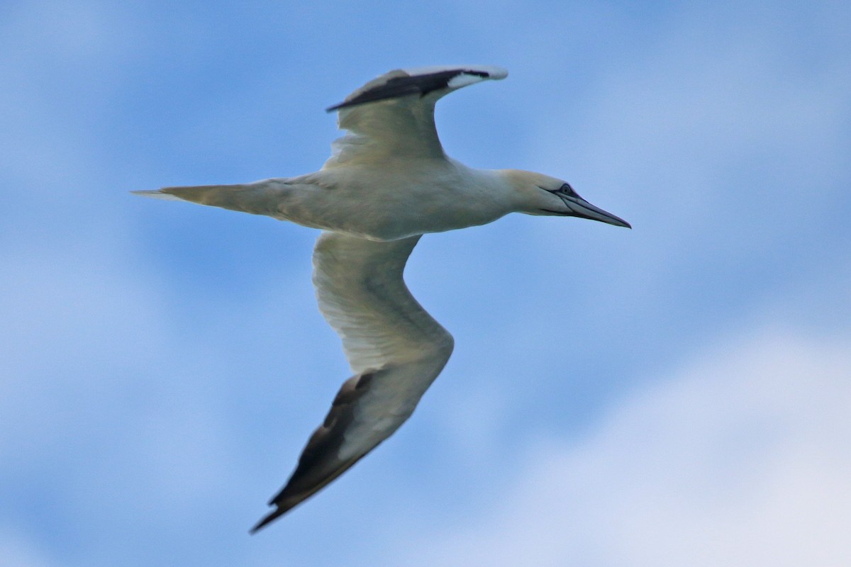 סולה מצויה - ML647440617
