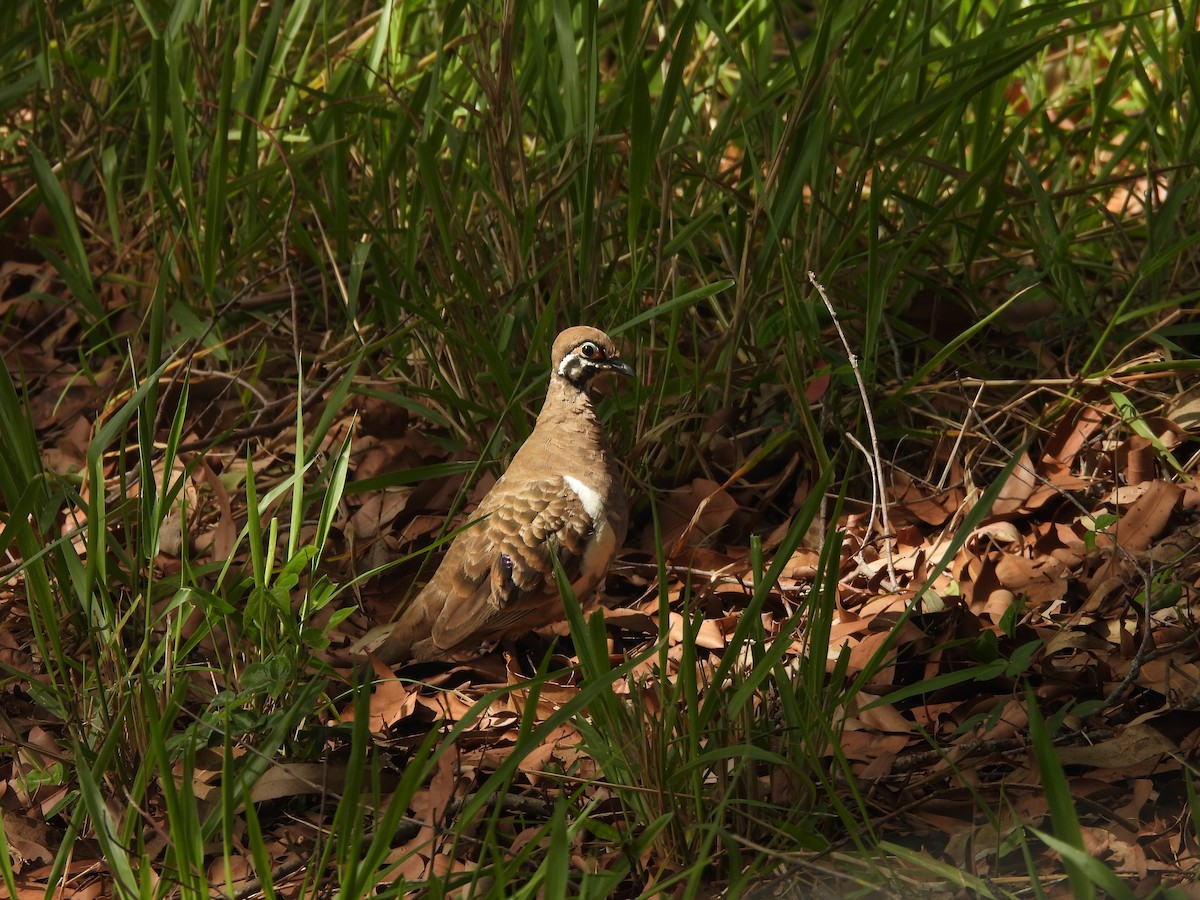 Голуб білобокий - ML647440633