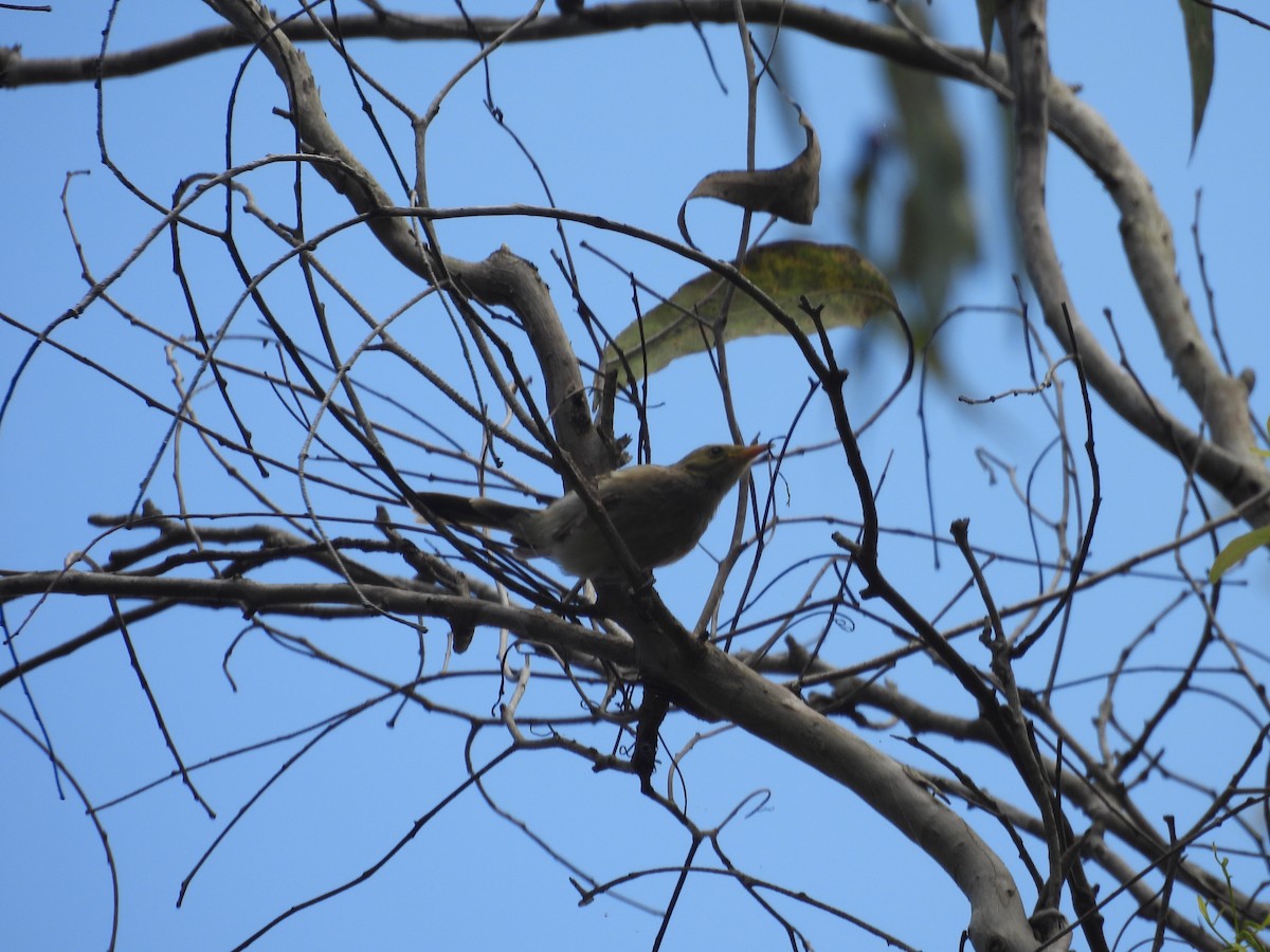 Yellow-tinted Honeyeater - ML647440649