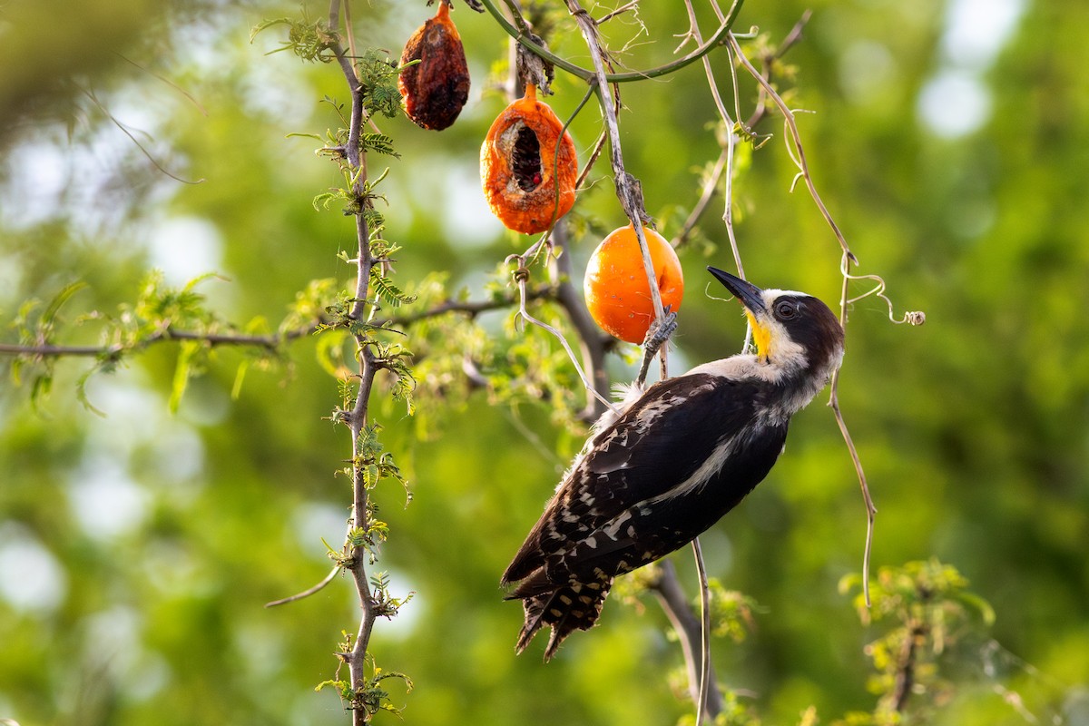 White-fronted Woodpecker - ML647440658