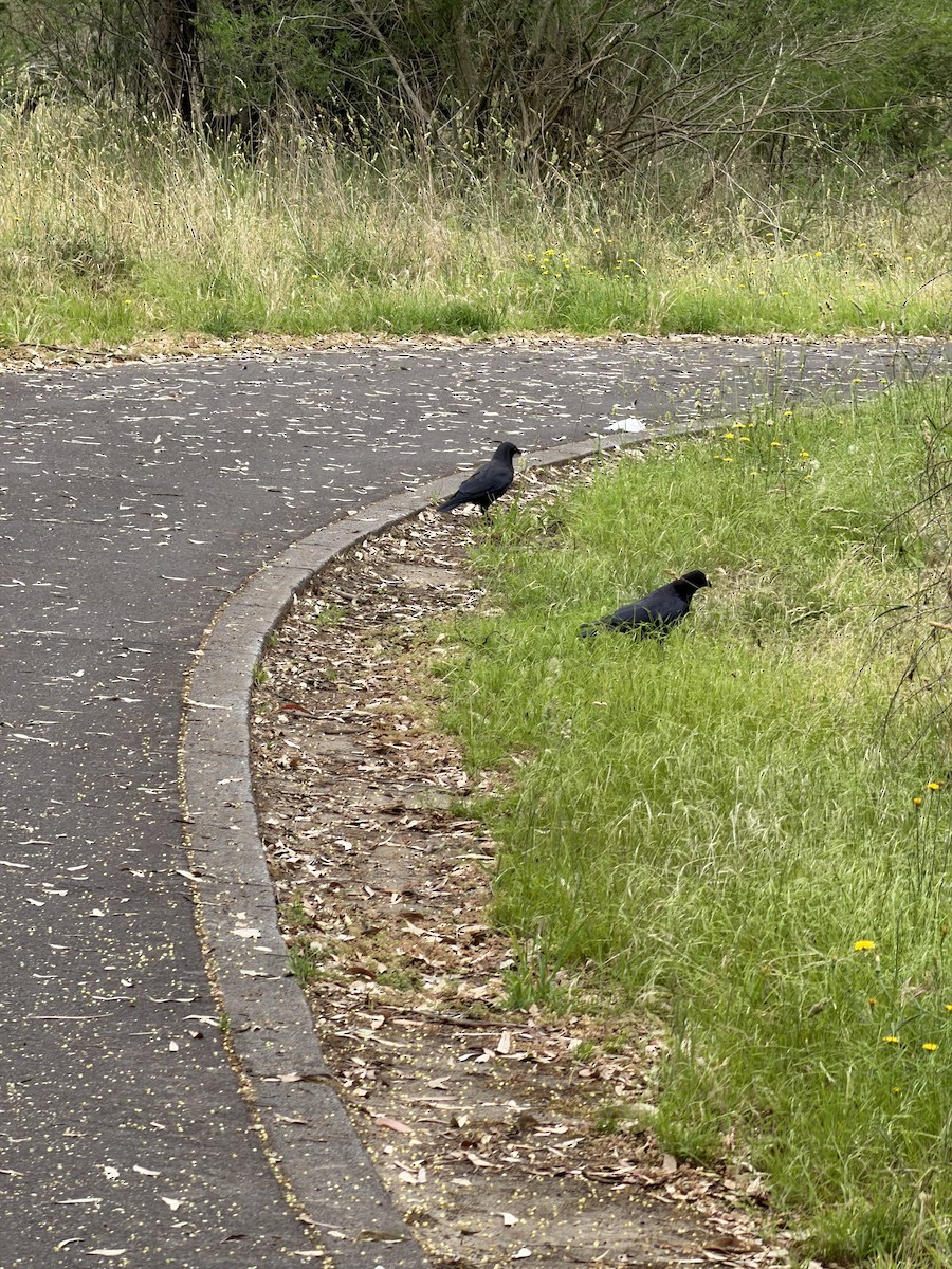 Little Raven - ML647440671