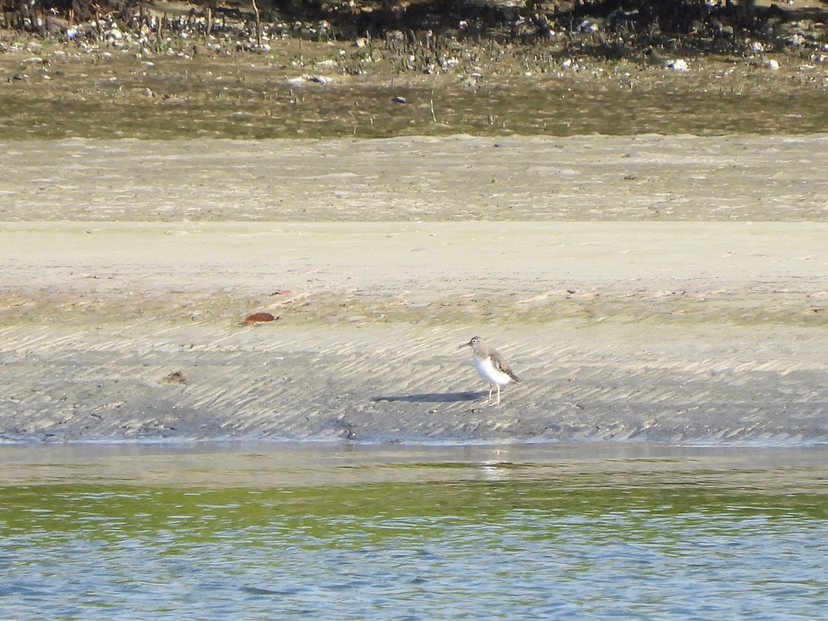 Benekli Düdükçün - ML647440676