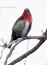 Mistletoebird (Australian) - ML647440681