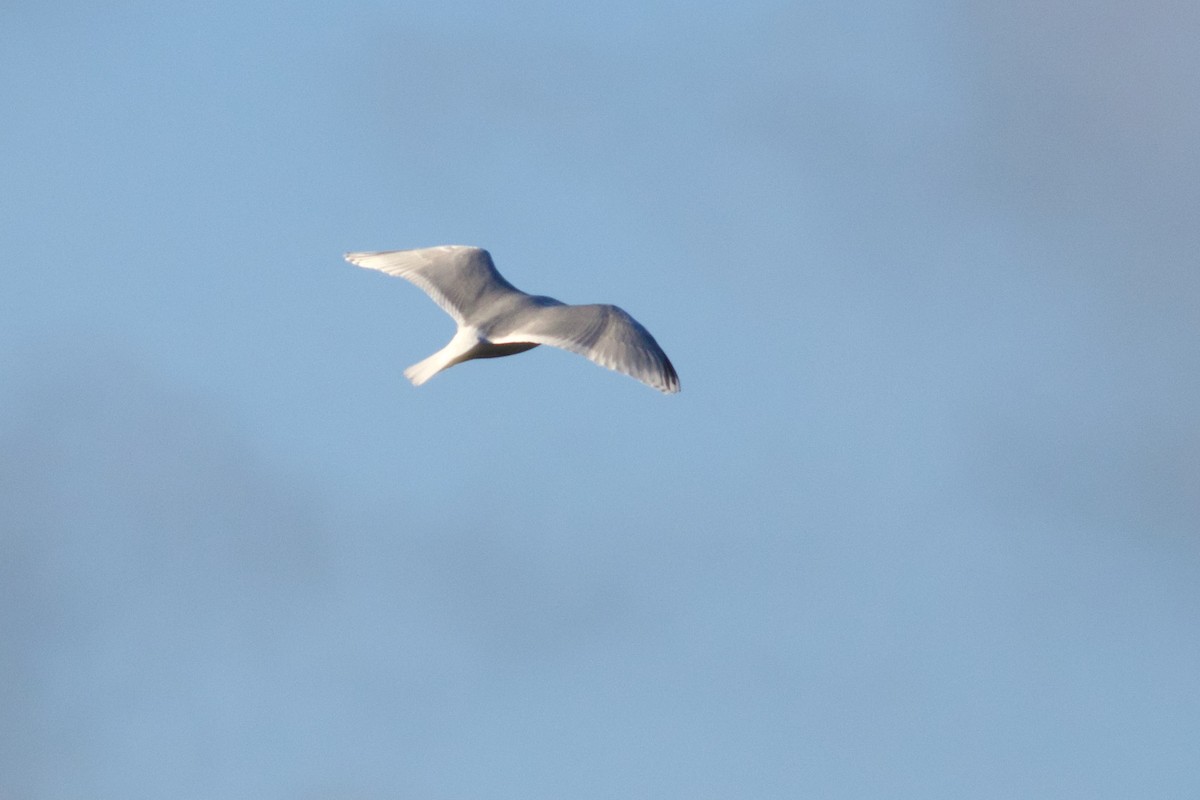 アイスランドカモメ（亜種 クムリーンカモメ） - ML647440722