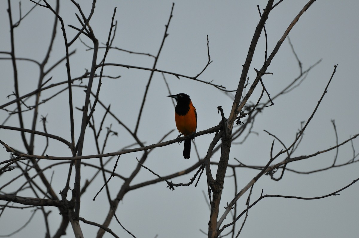 Трупіал венесуельський - ML647440724