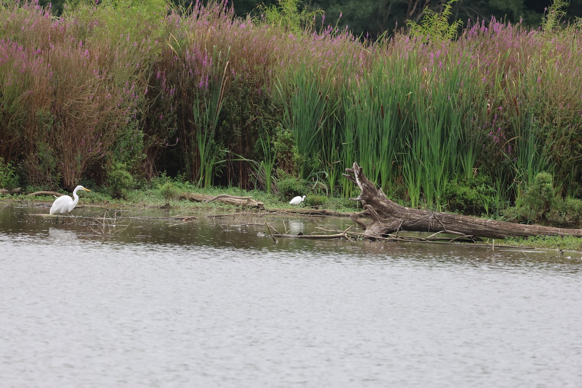 Little Blue Heron - ML647440759