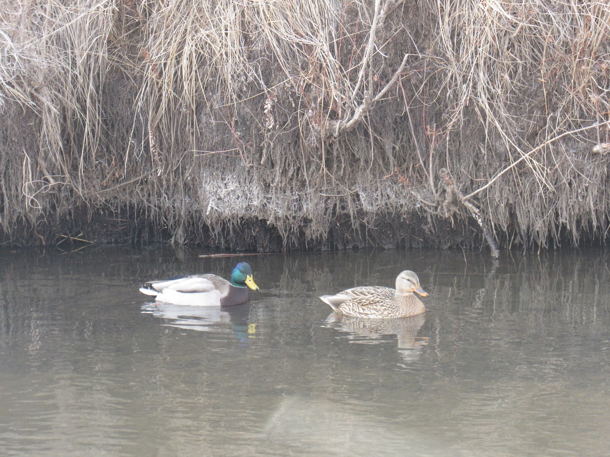 stokkand - ML647440765