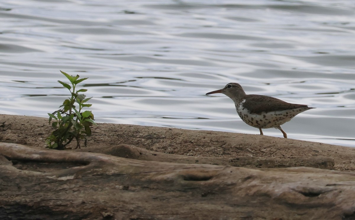 Spotted Sandpiper - ML647440769