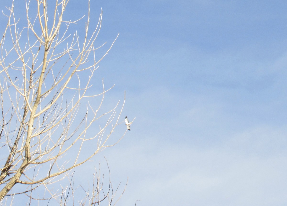 mørkmyrhauk - ML647440783