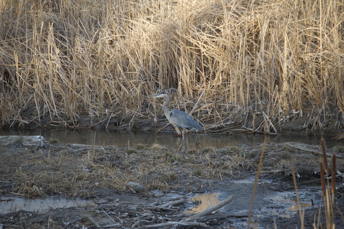 Great Blue Heron - ML647440796