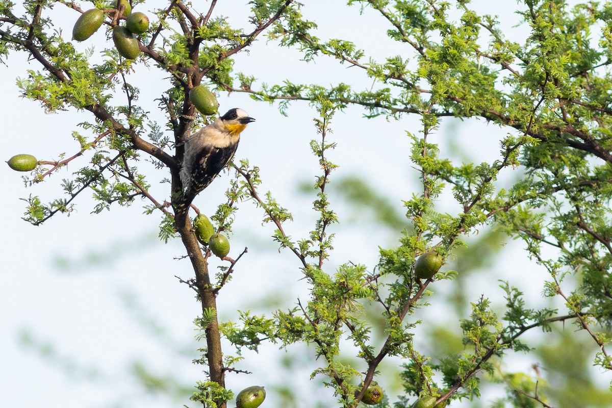 White-fronted Woodpecker - ML647440812