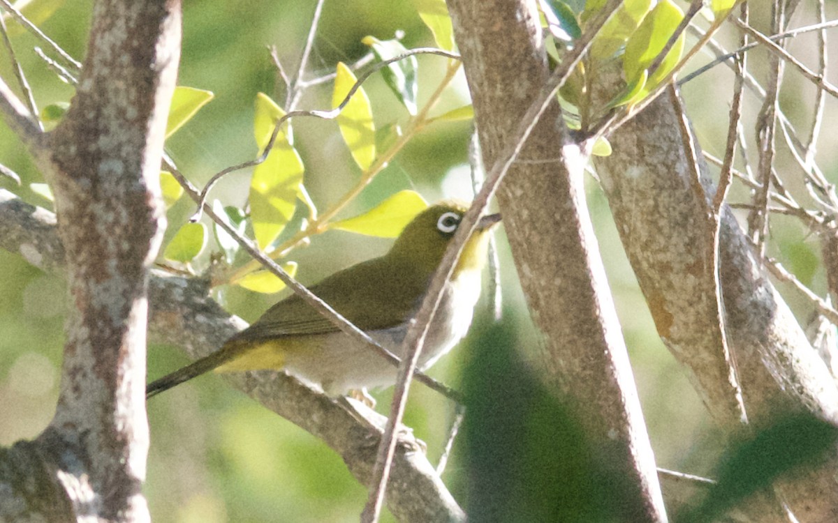 Kapbrillenvogel - ML647440815