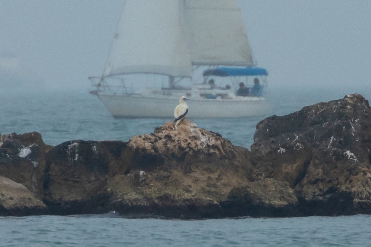 Сула червононога - ML647440822