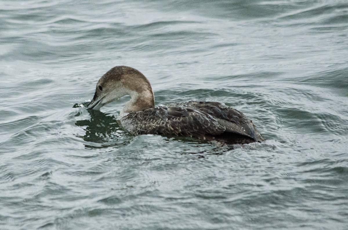 Common Loon - ML647440833