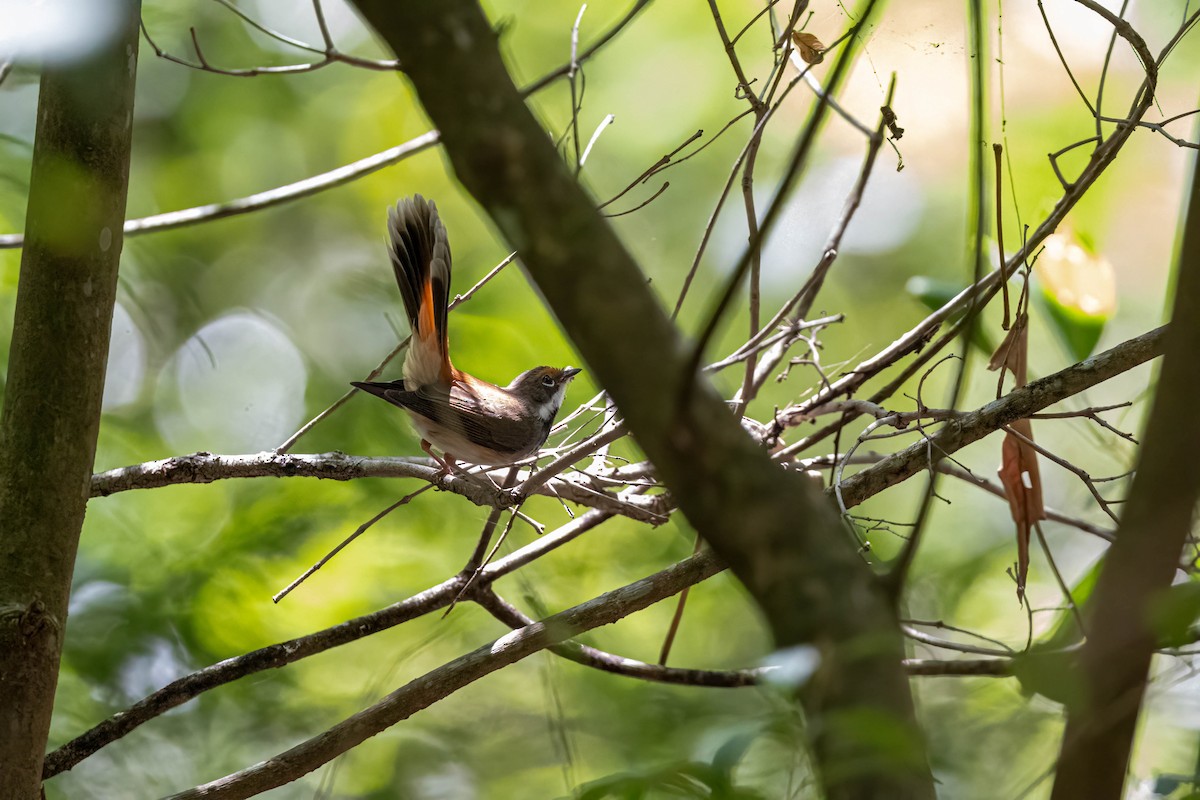 Australian Rufous Fantail - ML647440837