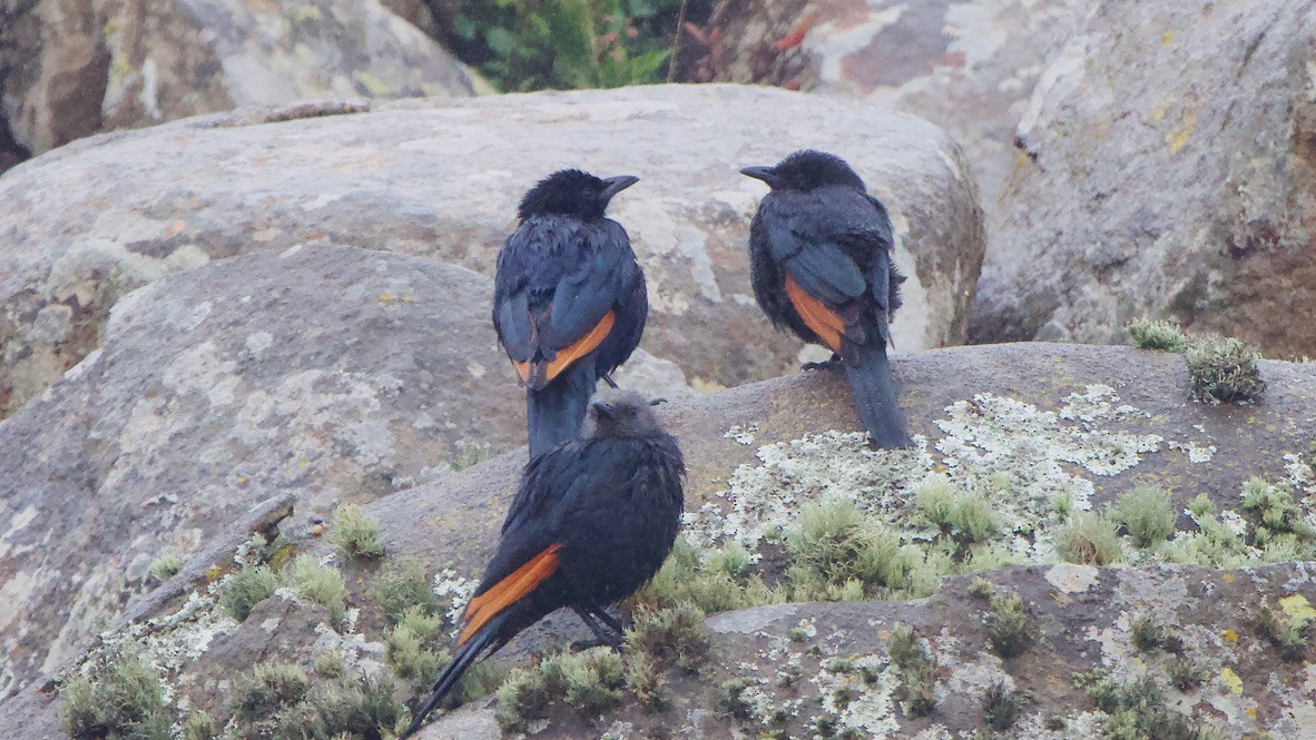 Red-winged Starling - ML647440850