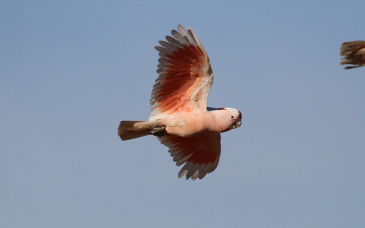 Pink Cockatoo - ML647440862