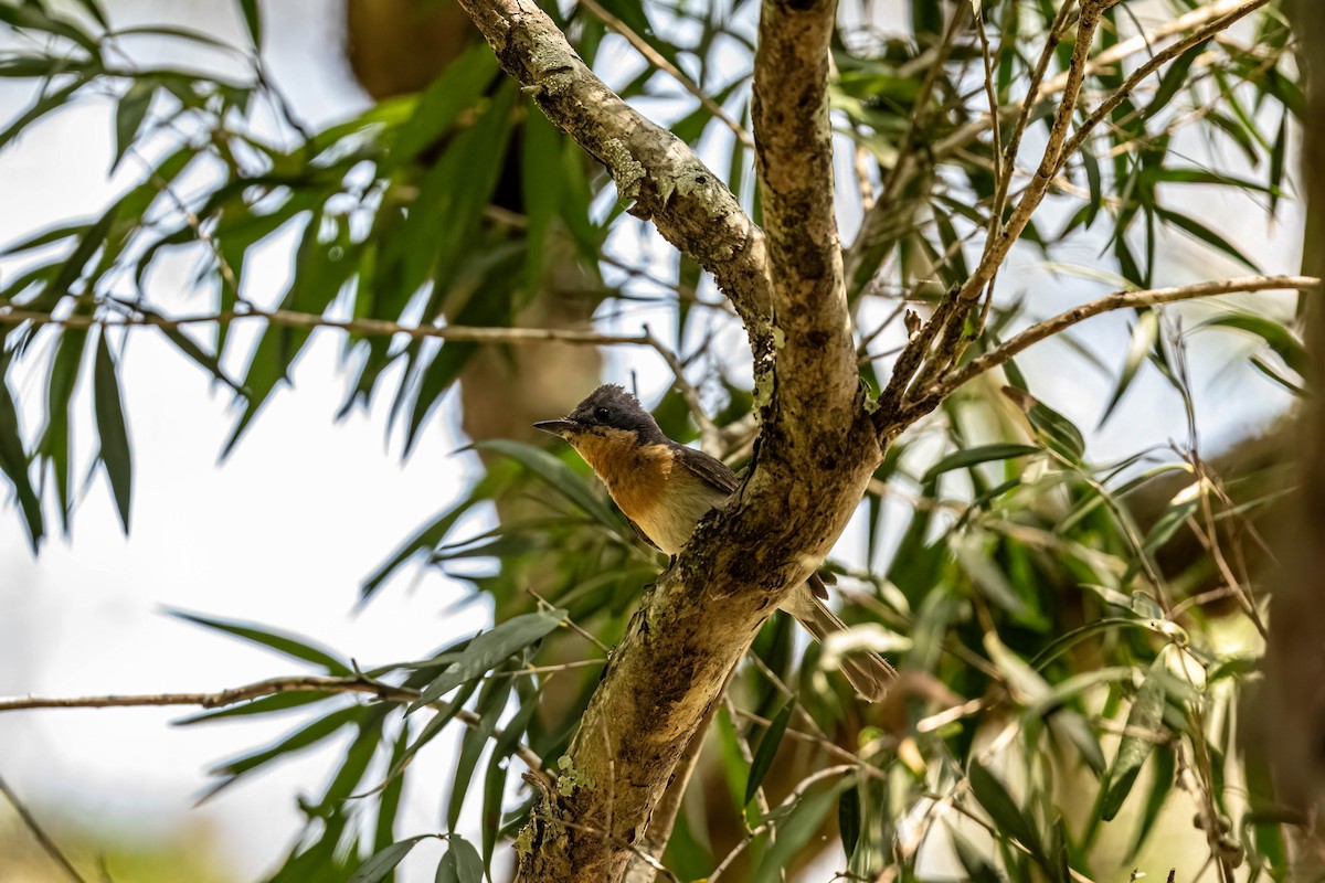 Leaden Flycatcher - ML647440863