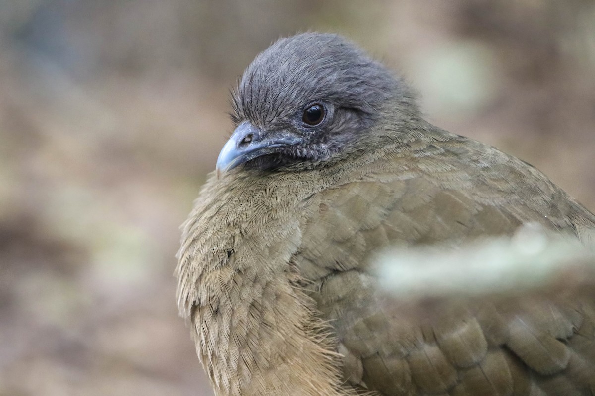 Plain Chachalaca - ML647440865