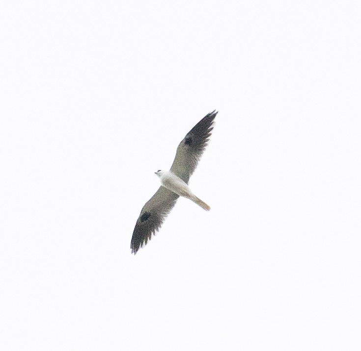 Weißschwanzaar - ML647440868