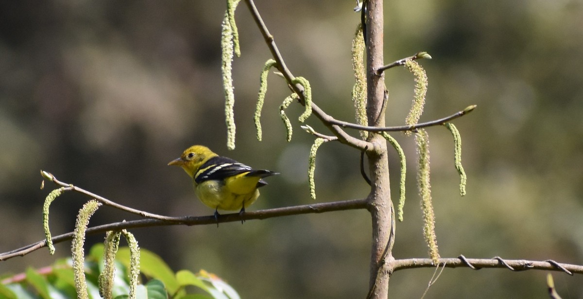 Western Tanager - ML647440881