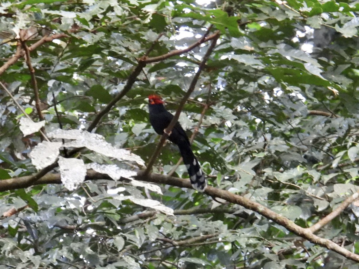 Red-crested Malkoha - ML647440883