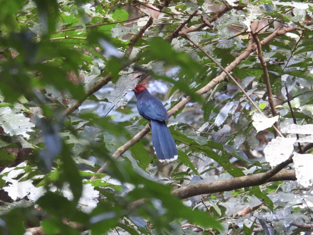 Red-crested Malkoha - ML647440884
