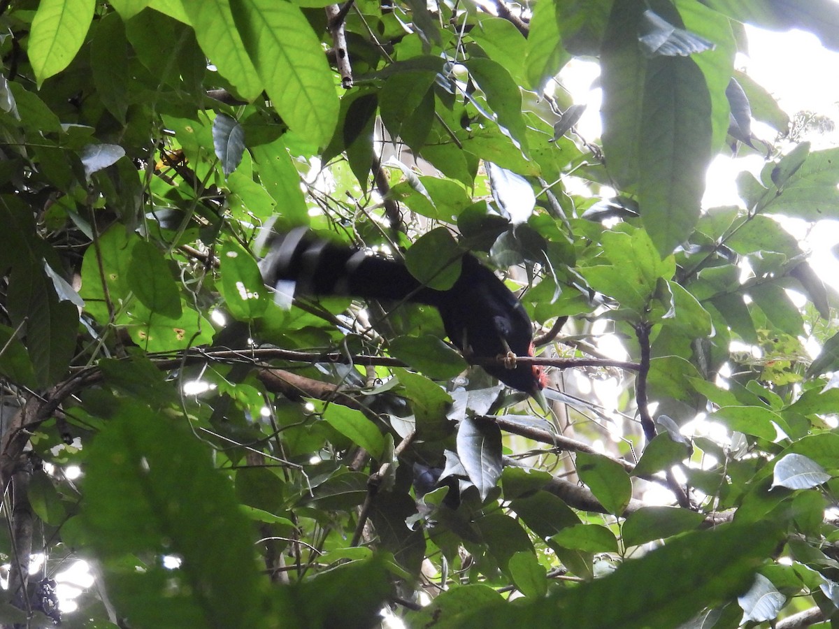 Red-crested Malkoha - ML647440885
