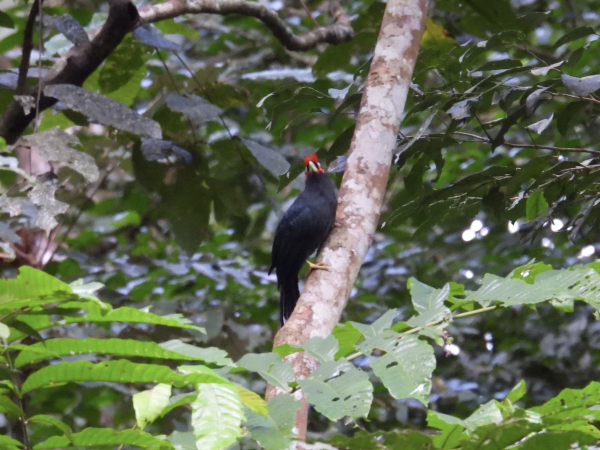 Red-crested Malkoha - ML647440886