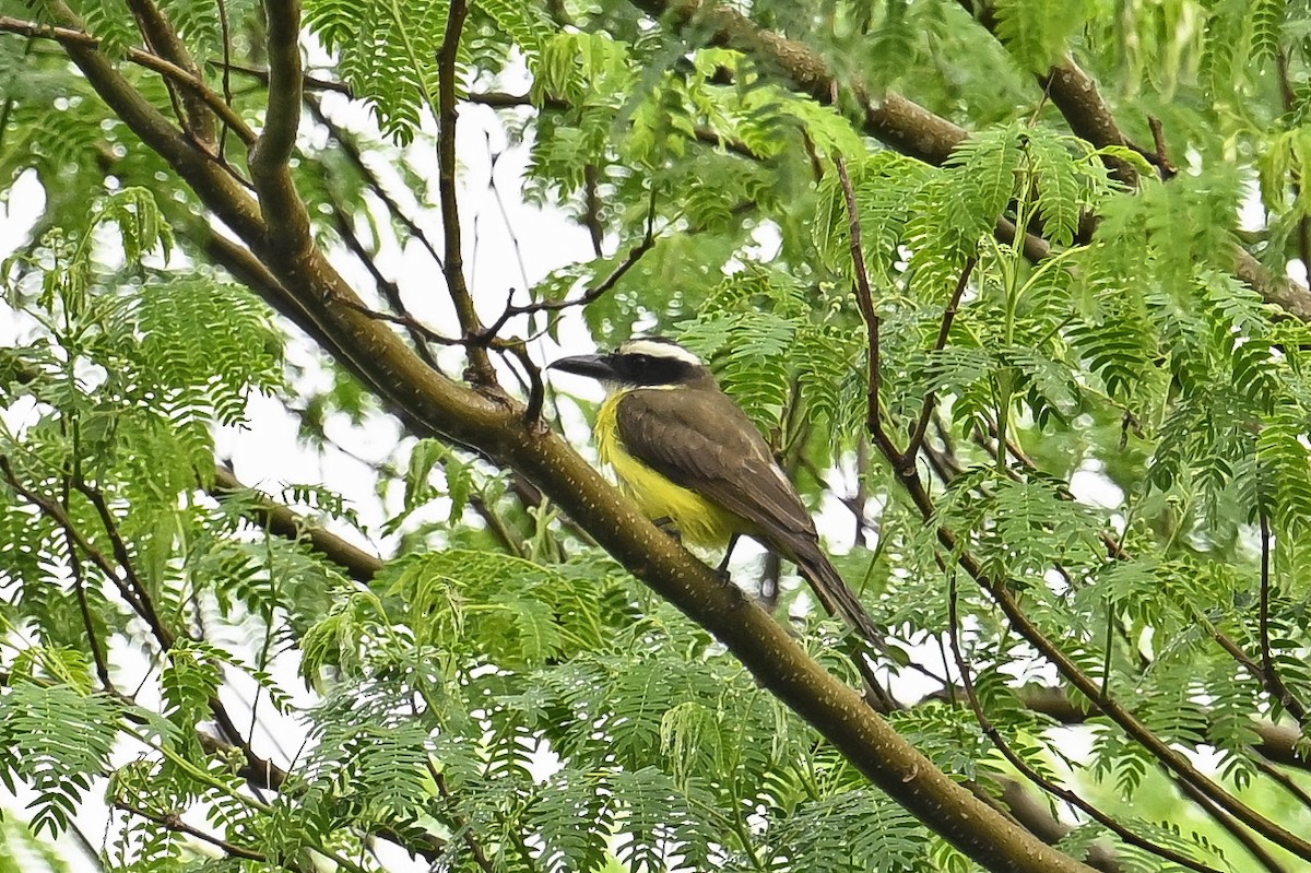Boat-billed Flycatcher - ML647440889